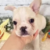 フレンチブルドッグ