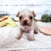 フレンチブルドッグ