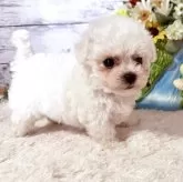 ビションフリーゼ
