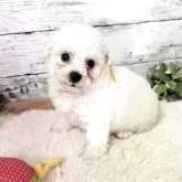 ビションフリーゼ