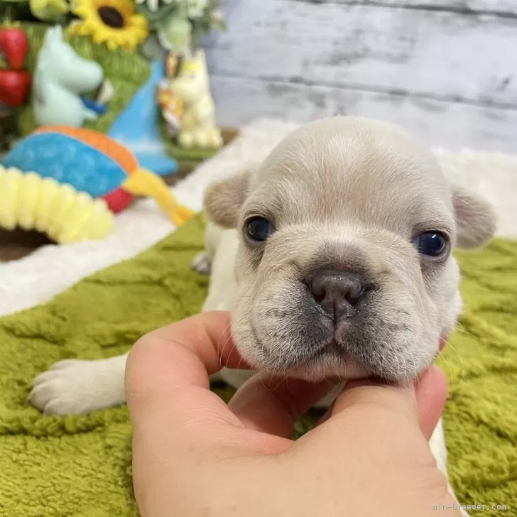 なつき 様のお迎えした子犬