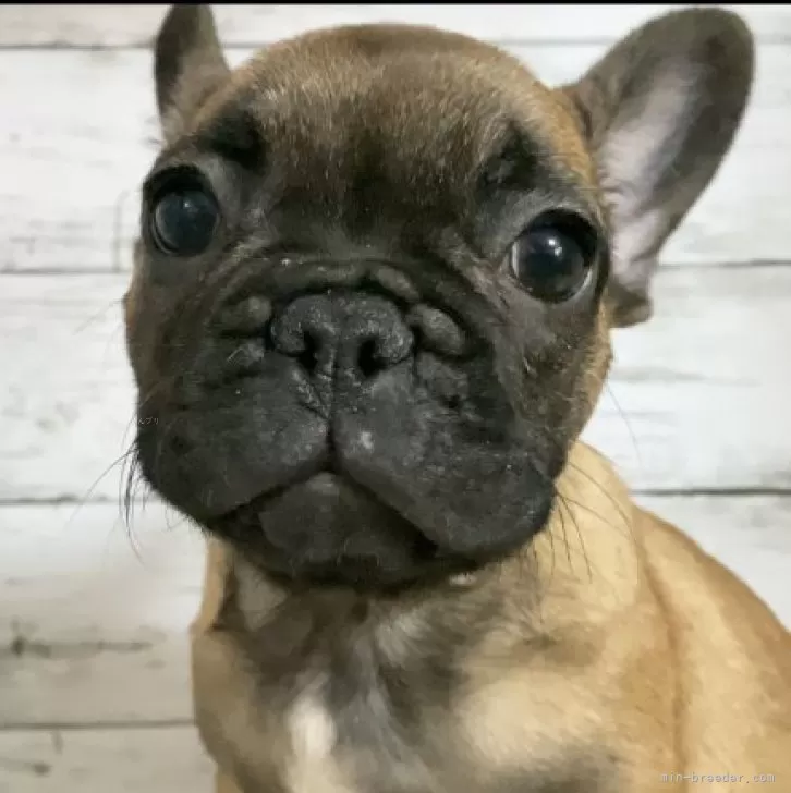 ID:2312-03205の子犬