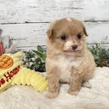 ポメプー(トイプードル×ポメラニアン)【群馬県・女の子・2024年9月14日・クリーム】の写真「9日まで掲載✨動画更新！甘えん坊の女の子♡」