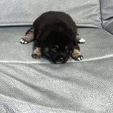 柴犬(標準サイズ)