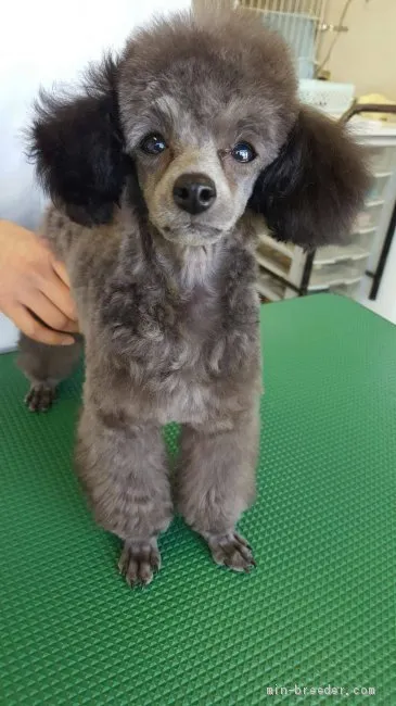 ID:2001-02848の子犬