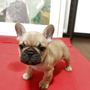 フレンチブルドッグ【三重県・男の子・2025年9月20日・フォーン】の写真「GOLDフォーンの超イケメン♡
父はハンガリー産」