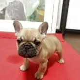 フレンチブルドッグ