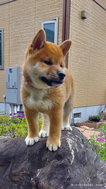 橋本みどりブリーダーのブログ：明日、巣立ちます