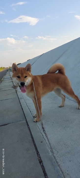 橋本みどりブリーダーのブログ：散歩距離を長くしました🐾