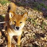 柴犬(標準サイズ)【茨城県・男の子・2024年7月1日・赤】の写真3「風が吹いてたけど、お散歩大好きなので気にしない子です。」