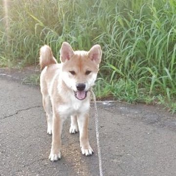 柴犬(標準サイズ)【茨城県・男の子・2025年4月29日・赤】の写真「元気いっぱいな男の子です🤎」