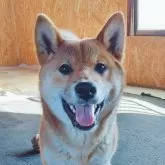 柴犬(標準サイズ)【茨城県・男の子・2024年7月1日・赤】の写真1「毎日、元気に家族みんなと楽しく過ごしています」