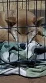 柴犬(標準サイズ)【茨城県・男の子・2024年7月1日・赤】の写真10「いつも自分のゲージで寝ていますzzz」