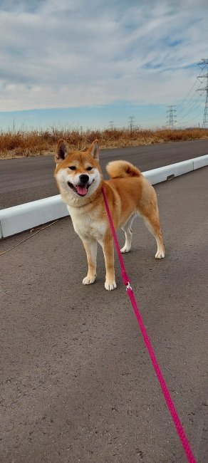 柴犬【・女の子・2023年1月27日・赤】「お散歩大好き🐾大家族の中で育ち、毎日楽しく過ごしています。」