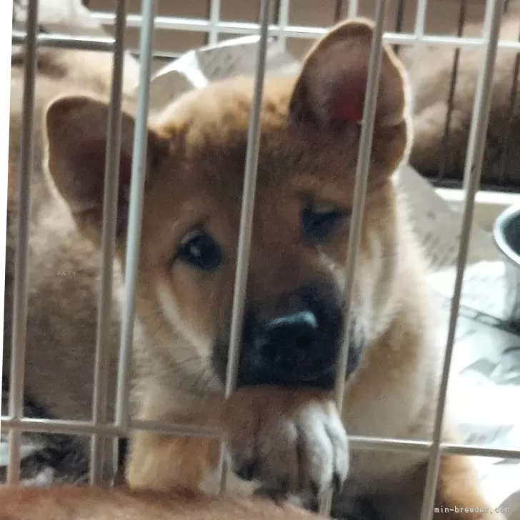 ID：2409-02817の子犬