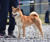 柴犬【・女の子・2023年1月27日・赤】「展覧会での立ち込み姿🐕️」