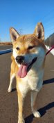 柴犬【・女の子・2023年1月27日・赤】「お散歩大好き~な笑顔❣️」