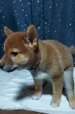 柴犬(標準サイズ)【茨城県・男の子・2024年7月1日・赤】の写真13「トイレはお外でしますが室内でもシートの上でオシッコやウンチができます。」