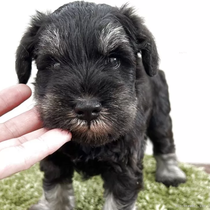 ID:2507-01215の子犬
