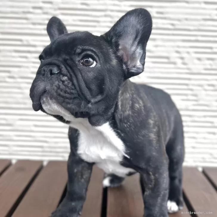 ID：2502-00762の子犬