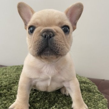 フレンチブルドッグ【広島県・男の子・2025年11月1日・クリーム】の写真「おめめの大きな可愛い子🩷AMCH血統」