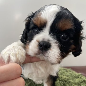 キャバリア【広島県・女の子・2025年10月13日・トライ】の写真「パパはインターCH直子の良血統」