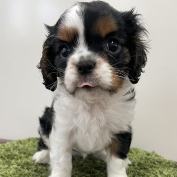 キャバリア【広島県・女の子・2025年10月13日・トライ】の写真「パパインターCH直子の良血統」