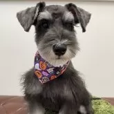 ミニチュアシュナウザー【広島県・男の子・2025年5月30日・ブラックアンドシルバー】の写真1「コンパクトなのに骨量しっかりの理想的な体型✨」