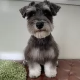 ミニチュアシュナウザー【広島県・男の子・2025年5月30日・ブラックアンドシルバー】の写真2