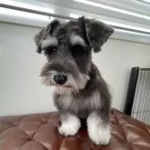 ミニチュアシュナウザー【広島県・男の子・2025年5月30日・ブラックアンドシルバー】の写真3