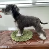 ミニチュアシュナウザー【広島県・男の子・2025年5月30日・ブラックアンドシルバー】の写真5