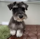 ミニチュアシュナウザー【広島県・男の子・2025年5月30日・ブラックアンドシルバー】の写真6