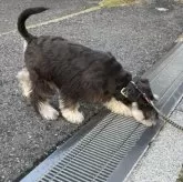 ミニチュアシュナウザー【広島県・男の子・2025年5月30日・ブラックアンドシルバー】の写真8「グレーチングはちょっと怖いかなぁ」