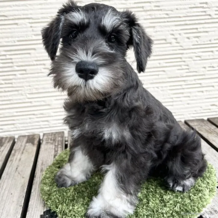 ID：2305-03875の子犬