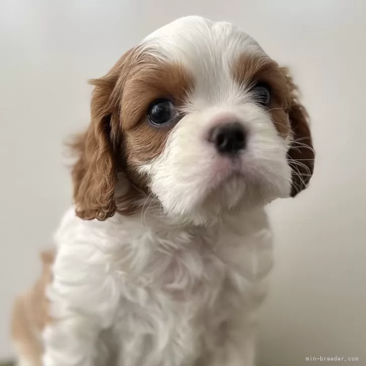T.O 様のお迎えした子犬