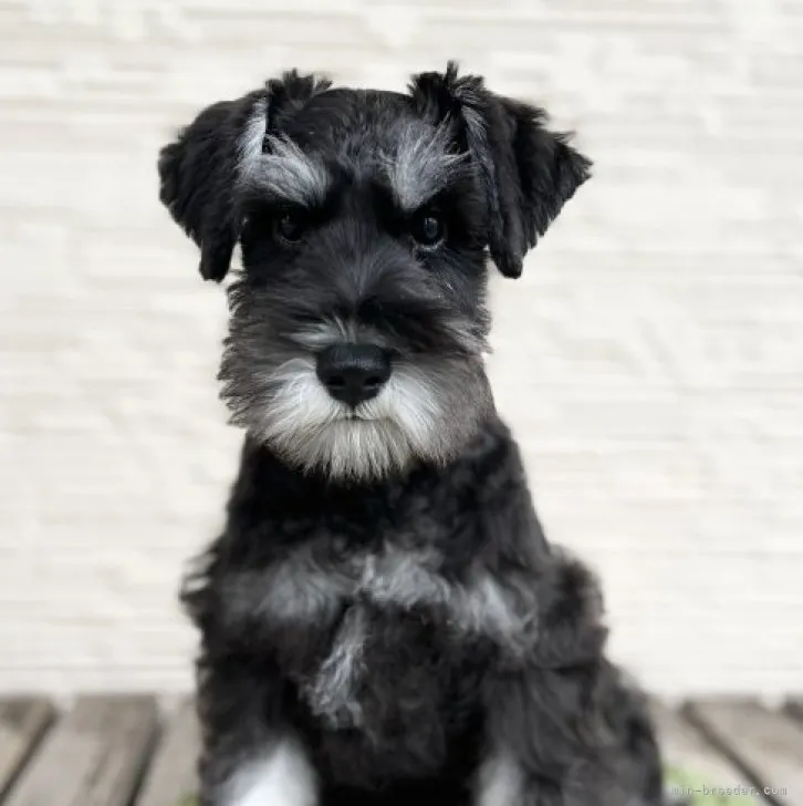ID:2305-03877の子犬