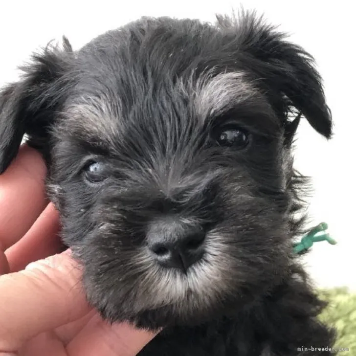 ID:2305-03874の子犬