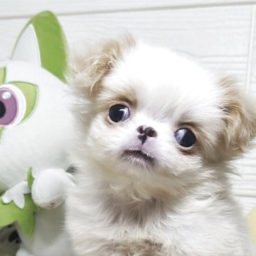 狆(チン)【北海道・男の子・2025年9月22日・白赤】の写真「くちびるが激かわ💕」