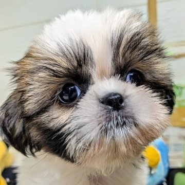 シーズー【北海道・女の子・2025年8月8日・ホワイト&ゴールド】の写真「シーズーの可愛さ忘れてませんか！？」