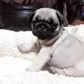 パグ