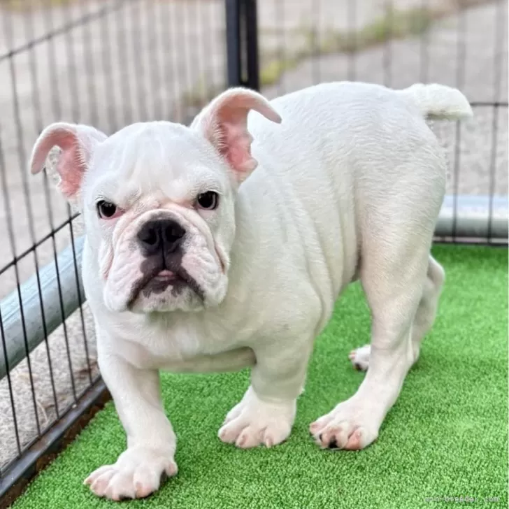 ID：2509-02254の子犬