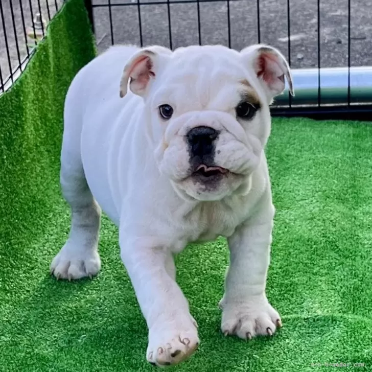ID：2410-04012の子犬