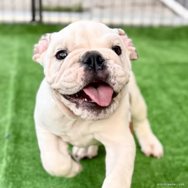 ID：2508-01295の子犬