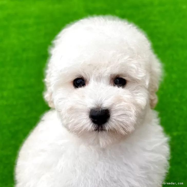 ID:2509-07079の子犬