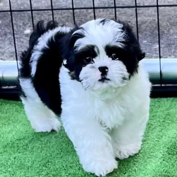 ID：2411-05668の子犬