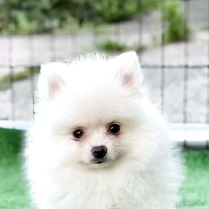 ID:2506-05306の子犬