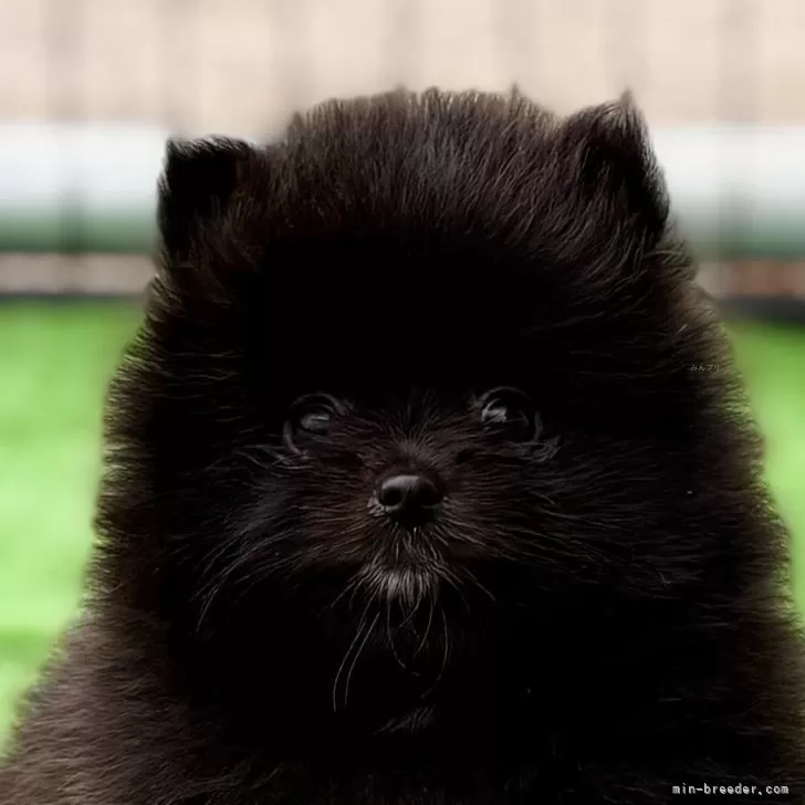 ID：2508-01676の子犬