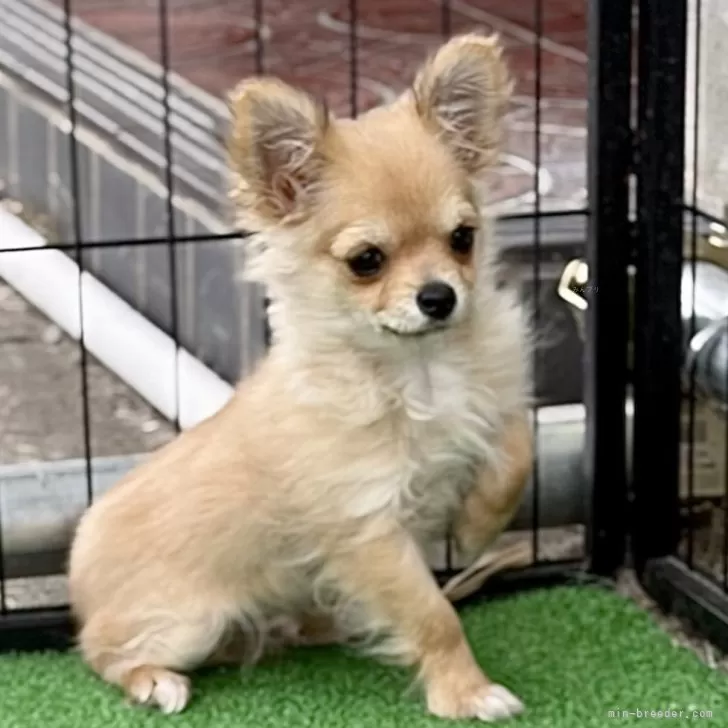 ID：2501-01577の子犬