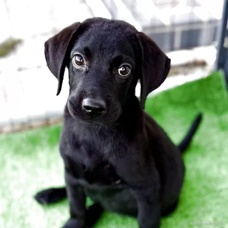 ID：2509-06730の子犬