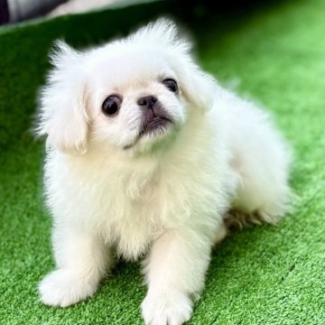 ペキニーズ【埼玉県・女の子・2025年6月29日・ホワイト】の写真「🐶純白もこふわでつぶらな瞳の短足ちゃん☺️」